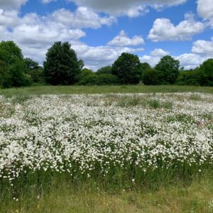 Lower Mill Estate 24 Wildflower Field