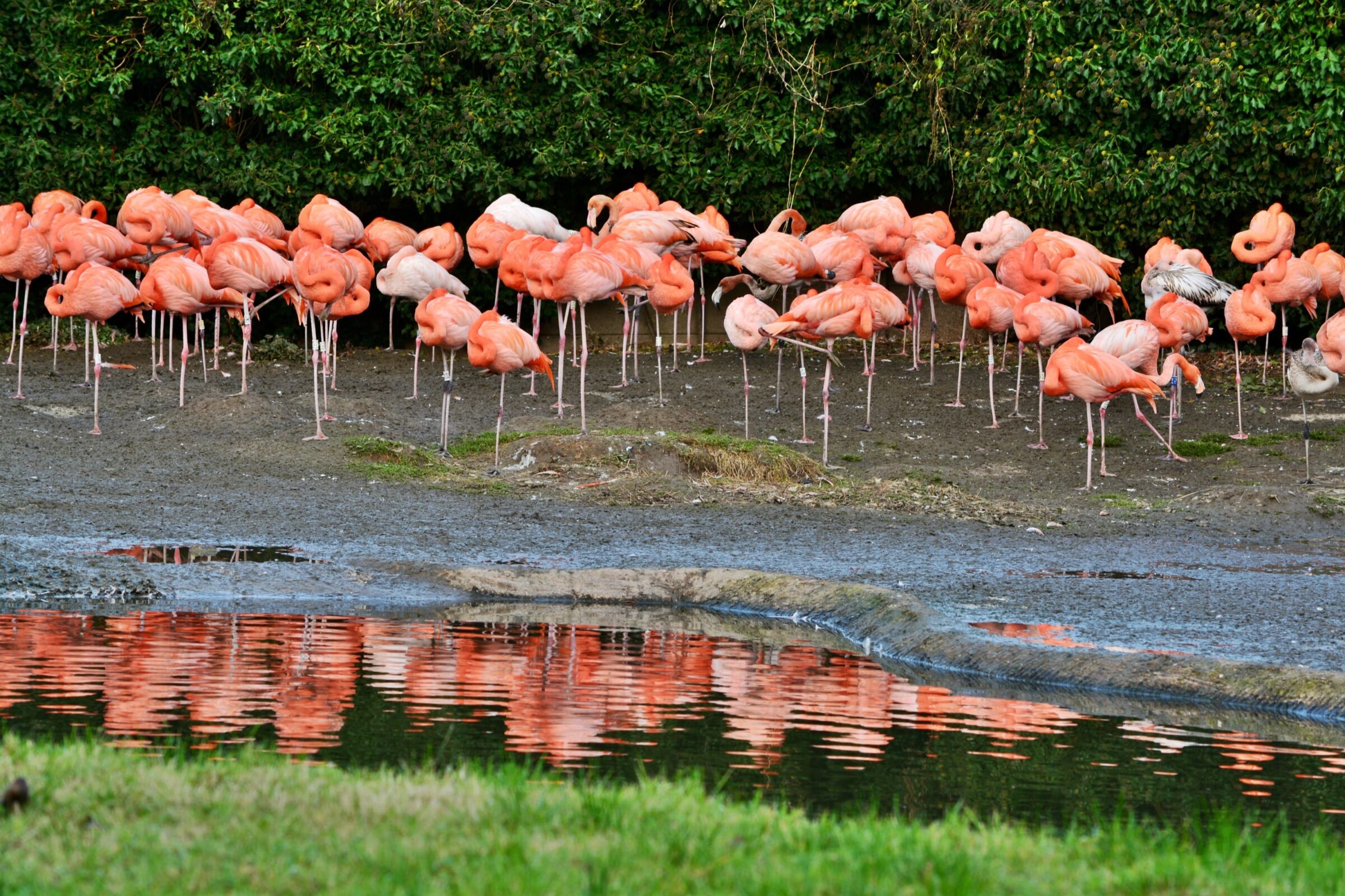 Flamingos at Slimbridge