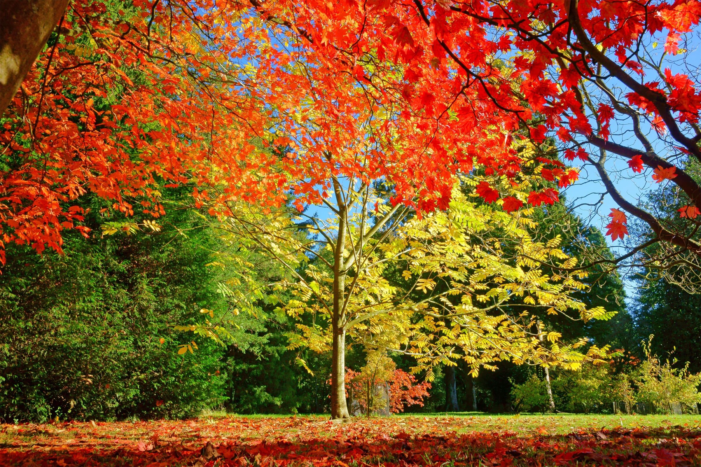 Westonbirt Arboretum