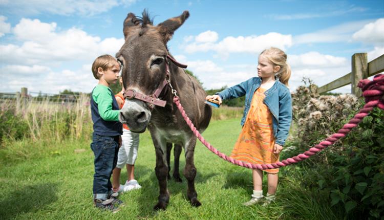 Roves Farm Donkey